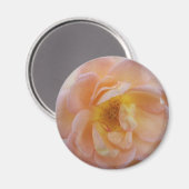 桃色バラ磁石 マグネット (正面/裏面)