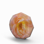 桃色バラ フォトブロック (右)