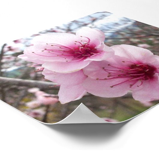 桃花 ポスター (角)