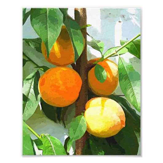 桃 フォトプリント            (正面)