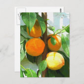 桃 ポストカード (正面/裏面)