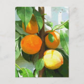 桃 ポストカード (正面)