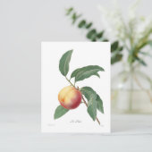 桃 ポストカード (スタンド正面)