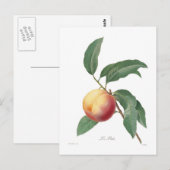 桃 ポストカード (正面/裏面)