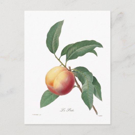 桃 ポストカード (正面)