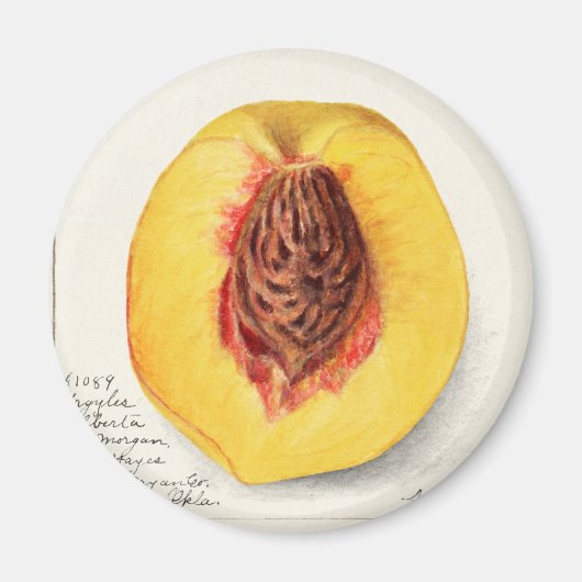 桃 マグネット (正面)