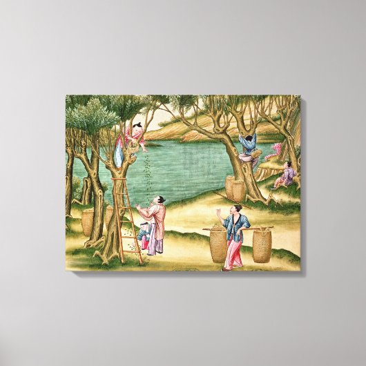 桑の実を集める キャンバスプリント (正面)