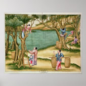 桑の実を集める ポスター (正面)