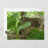 桑の木に新しく建てられたが空の鳥の巣 ポストカード (正面/裏面)