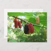 桑の木 ポストカード (正面/裏面)