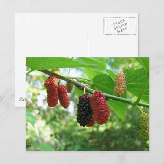 桑の木 ポストカード (正面/裏面)