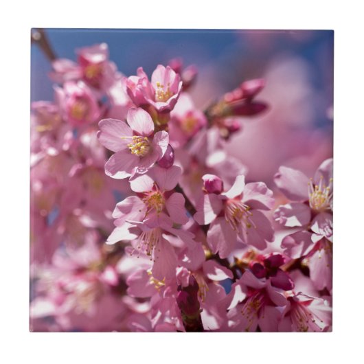 桜さくらんぼが日光にキスする花 タイル (正面)