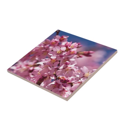 桜さくらんぼが日光にキスする花 タイル (側面)