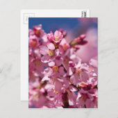 桜さくらんぼが日光にキスする花 ポストカード (正面/裏面)