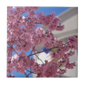 桜さくらんぼフラスアメリカーナ タイル (正面)