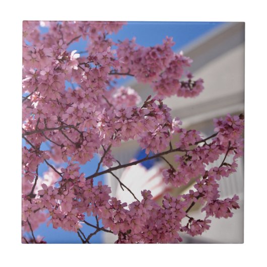 桜さくらんぼフラスアメリカーナ タイル (正面)