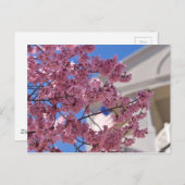 桜さくらんぼフラスアメリカーナ ポストカード (正面/裏面)