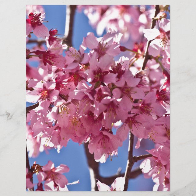 桜さくらんぼフラズレッドスターズ (正面)