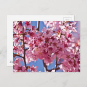 桜さくらんぼフラズレッドスターズ ポストカード (正面/裏面)