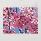 桜さくらんぼフラズレッドスターズ ポストカード (正面)