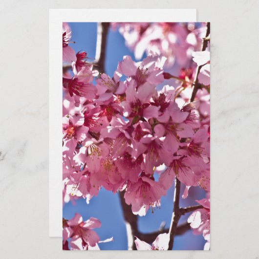 桜さくらんぼフラズレッドスターズ 便箋 (正面/裏面)