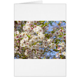 桜さくらんぼブロッサムジャパン京都