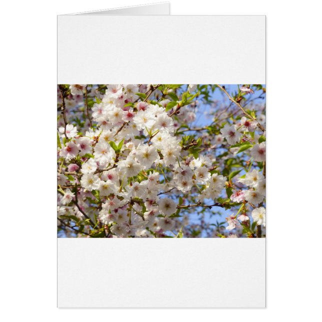 桜さくらんぼブロッサムジャパン京都 (正面)