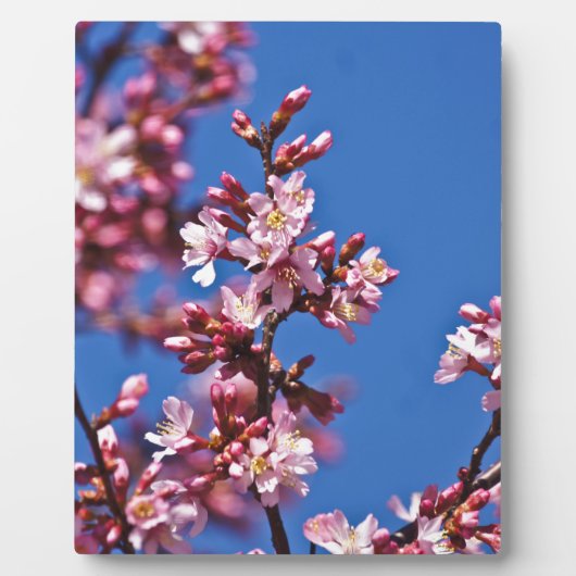 桜さくらんぼ花タッチブルー フォトプラーク (正面)