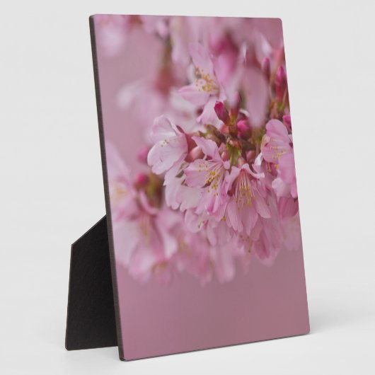 桜さくらんぼ花ピンク淡い色のリフレクション フォトプラーク (側面)