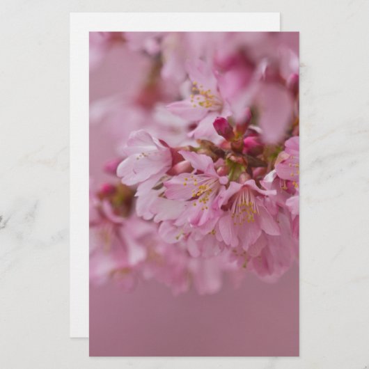 桜さくらんぼ花ピンク淡い色のリフレクション 便箋 (正面/裏面)