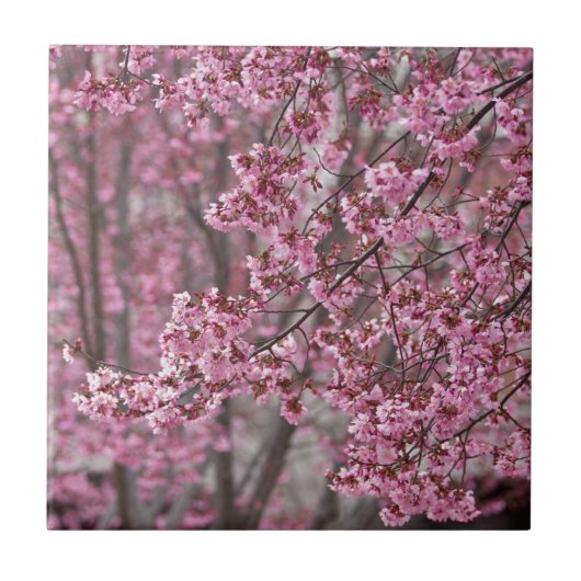 桜さくらんぼ花ピンク色 タイル (正面)