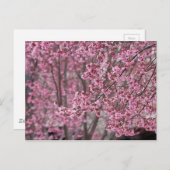 桜さくらんぼ花ピンク色 ポストカード (正面/裏面)