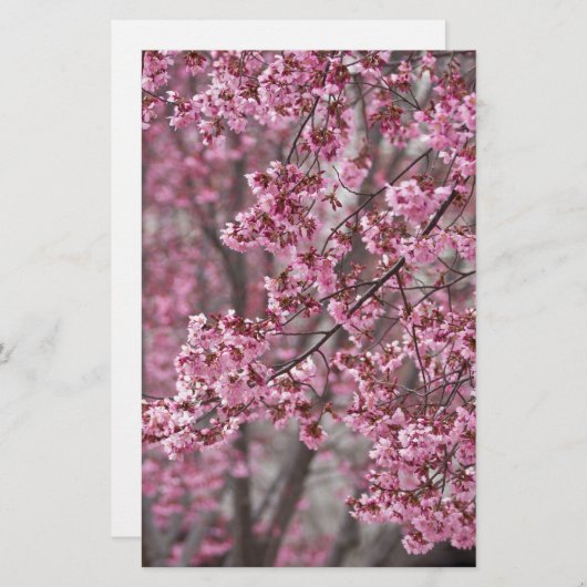 桜さくらんぼ花ピンク色 便箋 (正面/裏面)