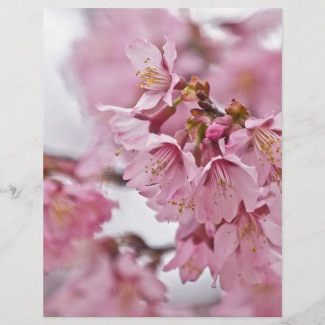 桜さくらんぼ花ピ淡い色のンク (正面)