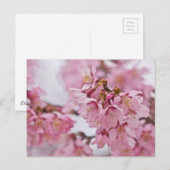 桜さくらんぼ花ピ淡い色のンク ポストカード (正面/裏面)