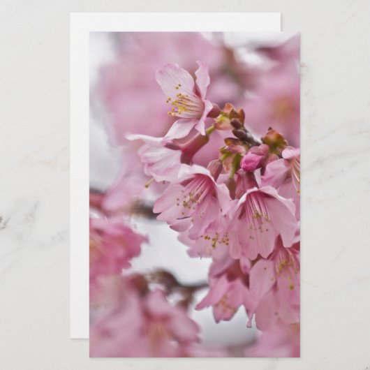 桜さくらんぼ花ピ淡い色のンク 便箋 (正面/裏面)