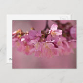 桜さくらんぼ花繊細なピンクブーケ ポストカード (正面/裏面)