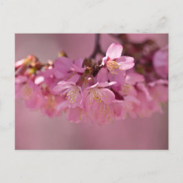 桜さくらんぼ花繊細なピンクブーケ ポストカード