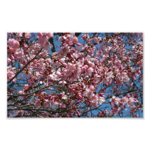 桜と青空の春の花 フォトプリント