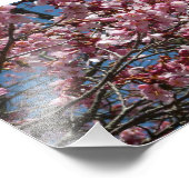 桜と青空の春の花 フォトプリント            (角)