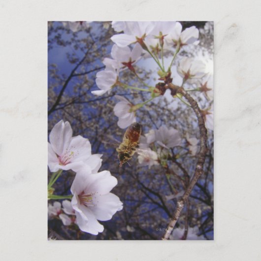 桜に近づく蜂、下から見る ポストカード (正面)