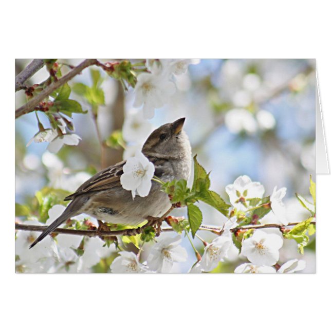 桜のすずめ (正面横)