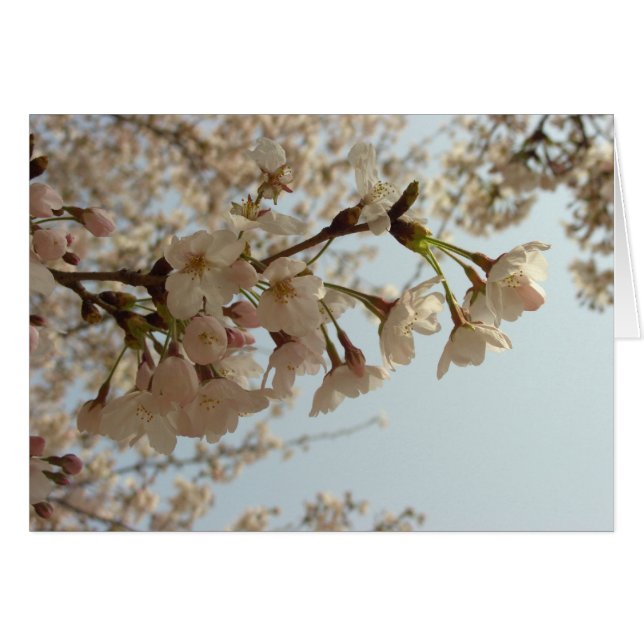 桜のピンク (正面横)