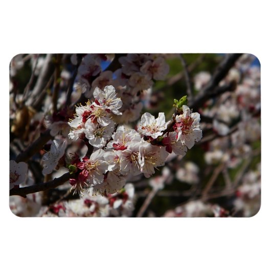 桜のマグネット マグネット (横)