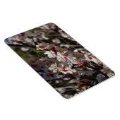 桜のマグネット マグネット (右側)