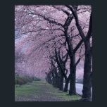 桜の並木 ポスター<br><div class="desc">AssetID: 122651146 / Datacraft Co Ltd / Row of cherryblossom trees _x000D_ _x000D_ Aさくらんぼの花はPrunus属のいくつかの木の花である。特に日本のさくらんぼ、Prunus serrulataの花で、桜と呼ばれることもある(桜または櫻; さくら)。観賞用に栽培された品種の多くは果実を生産しない。食用さくらんぼ来は一般に関連種Prunus aviumとPrunus cerasusの品種から。_x000D_ _x000D_このページは、そのトピックに関連する誰とも提携していない、または承認されていない。</div>