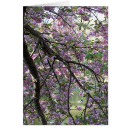 桜の中のアヒル