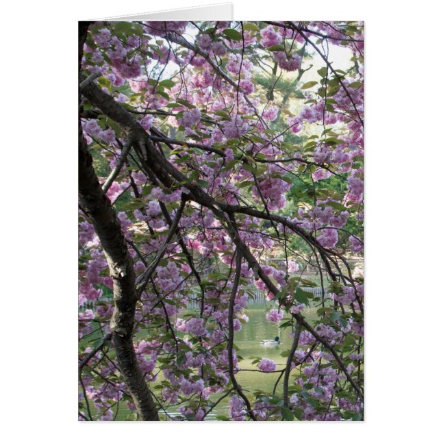 桜の中のアヒル (正面)