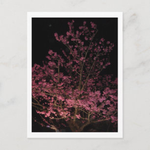 桜の夜の花 ポストカード