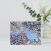 桜の天蓋:東京、日本 ポストカード (スタンド正面)